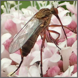 Empis livida