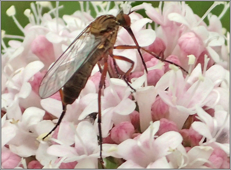 Empis livida