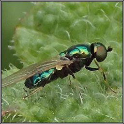 Microchrysa polita, Black-horned Gem