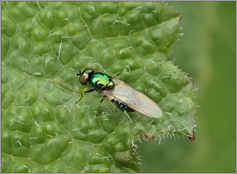 Microchrysa polita, Black-horned Gem