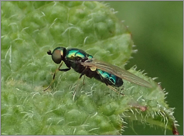 Microchrysa polita, Black-horned Gem