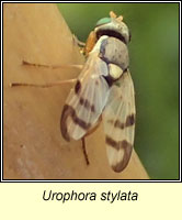 Urophora stylata