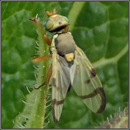 Urophora stylata