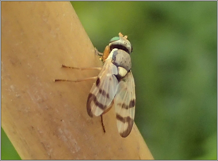 Urophora stylata