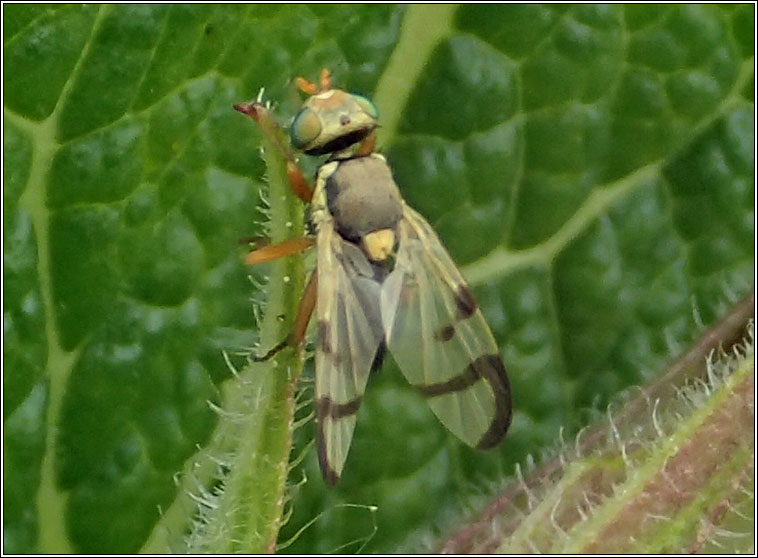 Urophora stylata