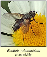 Eriothrix rufomaculata, a tachnid