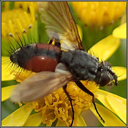 Eriothrix rufomaculata