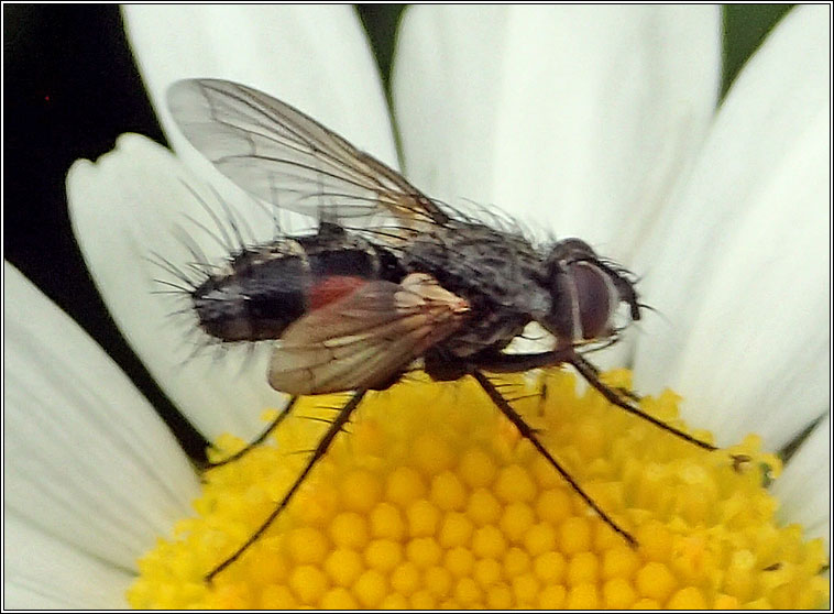 Eriothrix rufomaculata