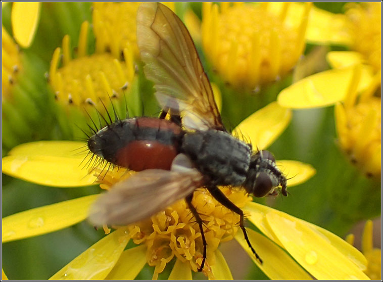 Eriothrix rufomaculata