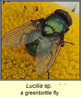 Lucilia sp, a greenbottle