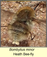 Bombylius minor, Heath Bee-fly