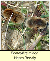 Bombylius minor, Heath Bee-fly