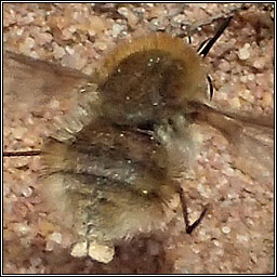 Bombylius minor, Heath Bee-fly