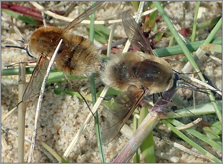 Bombylius minor, Heath Bee-fly