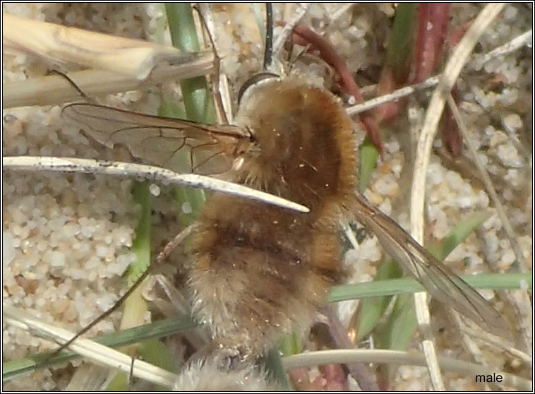 Bombylius minor, Heath Bee-fly