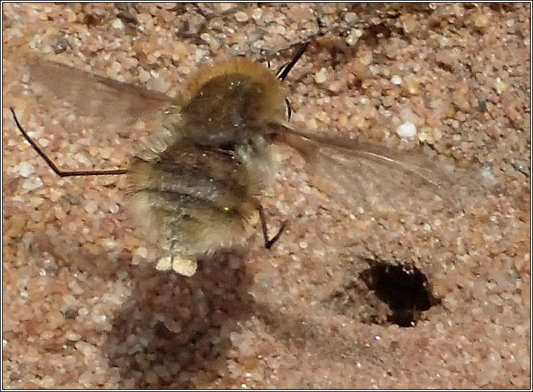 Bombylius minor, Heath Bee-fly