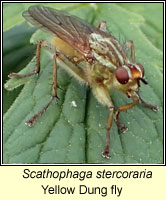 Scathophaga stercoraria, Yellow Dung fly