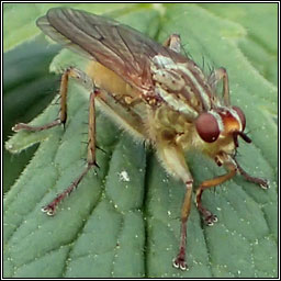 Scathophaga stercoraria, Yellow Dung Fly