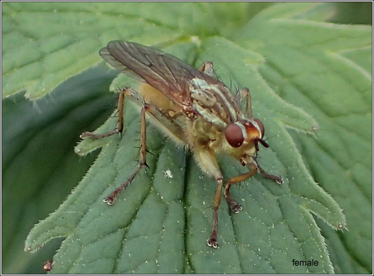 Scathophaga stercoraria, Yellow Dung Fly