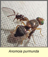 Anomoia purmunda