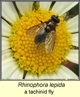 Rhinophora lepida