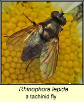 Rhinophora lepida