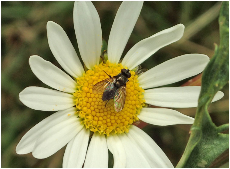 Rhinophora lepida