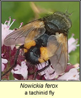 Nowickia ferox