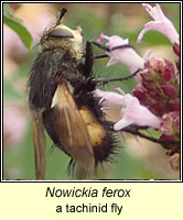 Nowickia ferox