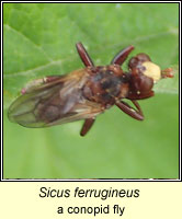 Sicus ferrugineus