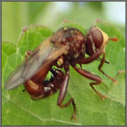 Sicus ferrugineus