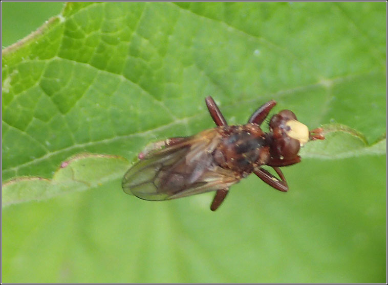 Sicus ferrugineus