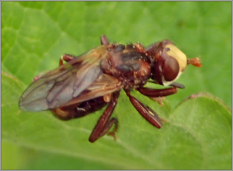 Sicus ferrugineus