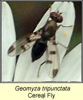 Geomyza tripunctata, Cereal Fly