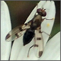 Geomyza tripunctata, Cereal Fly