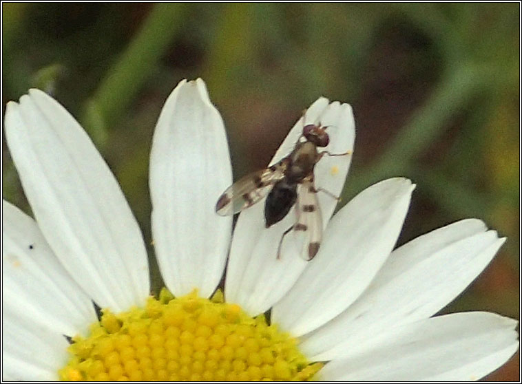 Geomyza tripunctata, Cereal Fly