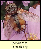 Tachina fera