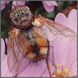 Tachina fera