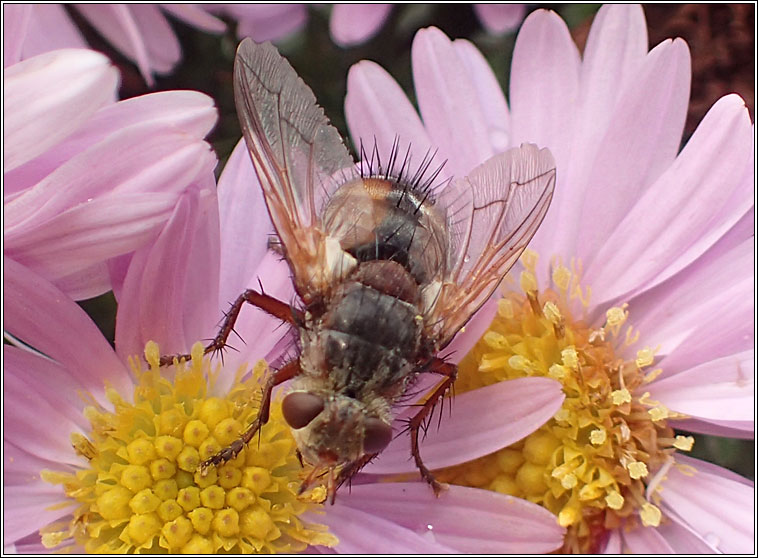 Tachina fera