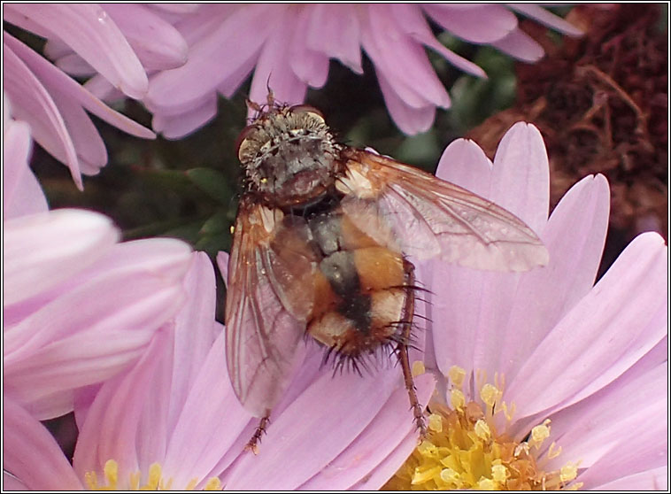 Tachina fera