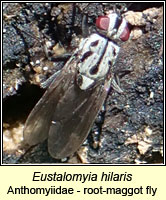 Eustalomyia hilaris, a root-maggot fly