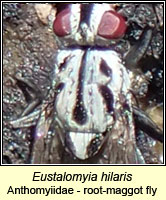 Eustalomyia hilaris, a root-maggot fly