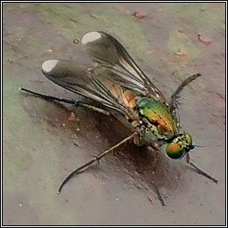 Poecilobothrus nobilitatus, Semaphore fly