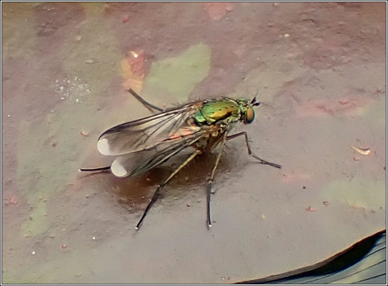 Poecilobothrus nobilitatus, Semaphore fly