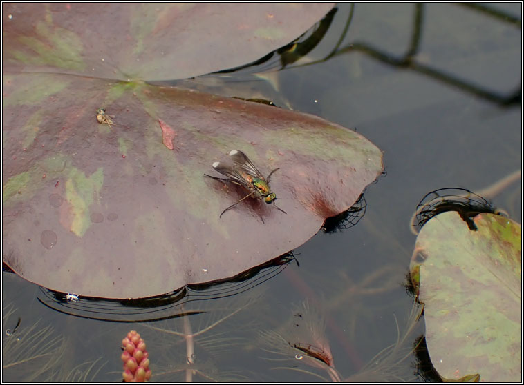 Poecilobothrus nobilitatus, Semaphore fly