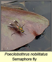 Poecilobothrus nobilitatus, Semaphore fly