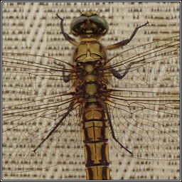 Orthetrum cancellatum, Black-tailed Skimmer