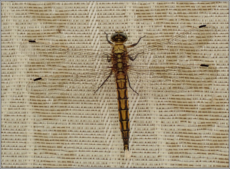 Orthetrum cancellatum, Black-tailed Skimmer