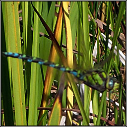 Southern Hawker, Aeshna cyanea