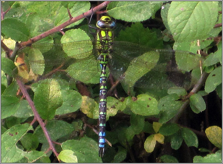 Southern Hawker, Aeshna cyanea